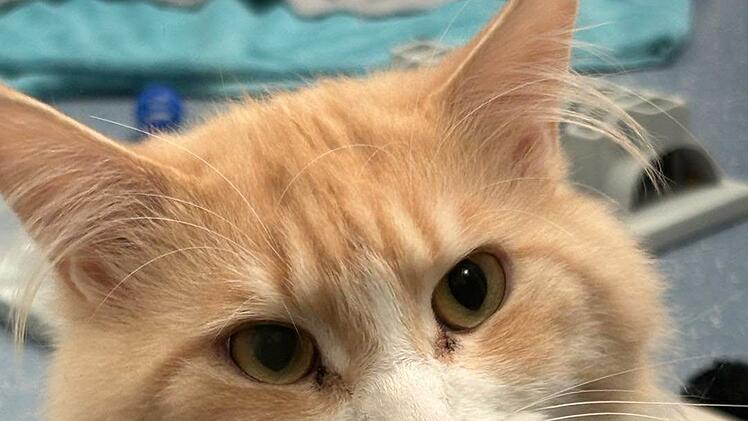 Katze ausgesetzt: Tierheim N&uuml;rnberg mit Aufruf - "hat sehr viel Angst"