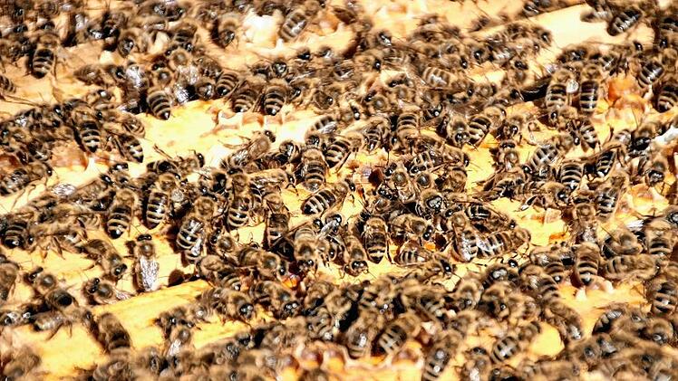 paul sagstetter erfinder D Fuchs (19)