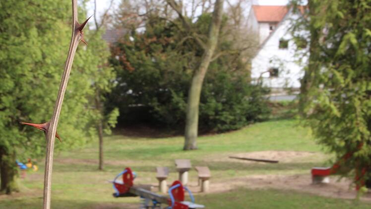 Gewächse mit dicken Dornen waren überall im Hindenburgpark aufgegangen. Zwischenzeitlich hat die Stadt reagiert.Heike Beudert