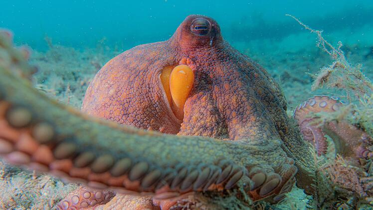 Wie Kraken ihre Arme nutzen