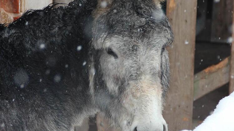 Bei solch einem Wetter bleiben Esel lieber im Stall. Foto: Eckehard Kiesewetter