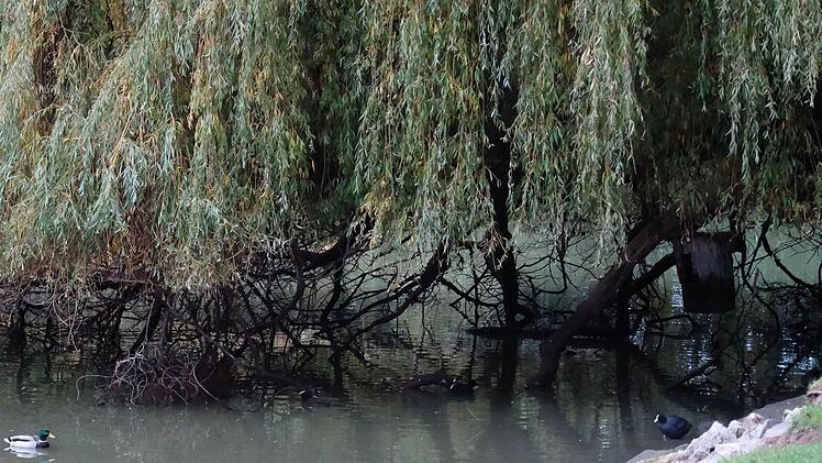 An den Ästen der Trauerweide lässt sich gut erkennen, wie der Wasserspiegel bereits gesunken ist.Foto: Jochen Berger