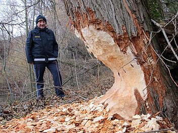 Den dicken Baum hat der tierische Holzfäller bald gelegt: Biberberater Jürgen Vollmer betrachtet die Spuren bei Lohndorf. Fotos: Sebastian Schanz
