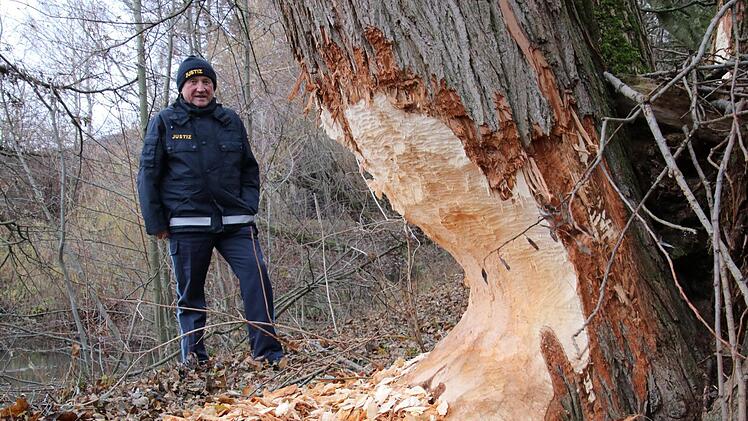 Den dicken Baum hat der tierische Holzfäller bald gelegt: Biberberater Jürgen Vollmer betrachtet die Spuren bei Lohndorf. Fotos: Sebastian Schanz
