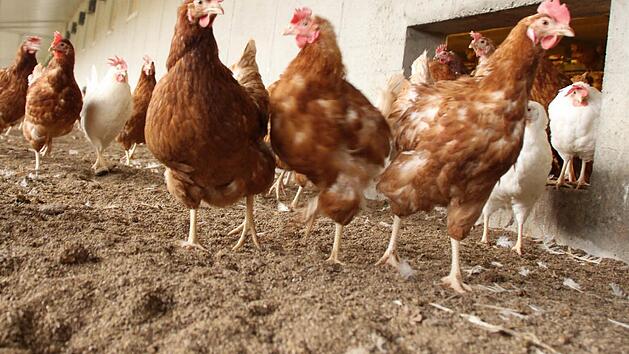 Auf Mais-Silage an frischer Luft f&uuml;hlen sich die Legehennen im Scharrraum wohl.  Foto: Andreas Dorsch