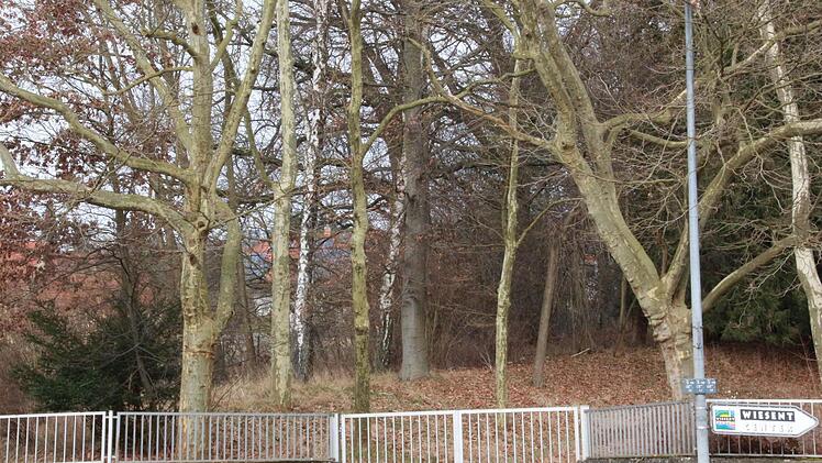 Die Bäume an der Zufahrt von der Bayreuther Straße aus genießen jetzt Bestandsschutz. Der Park-Charakter bleibt so erhalten.  Foto: J. Hofbauer