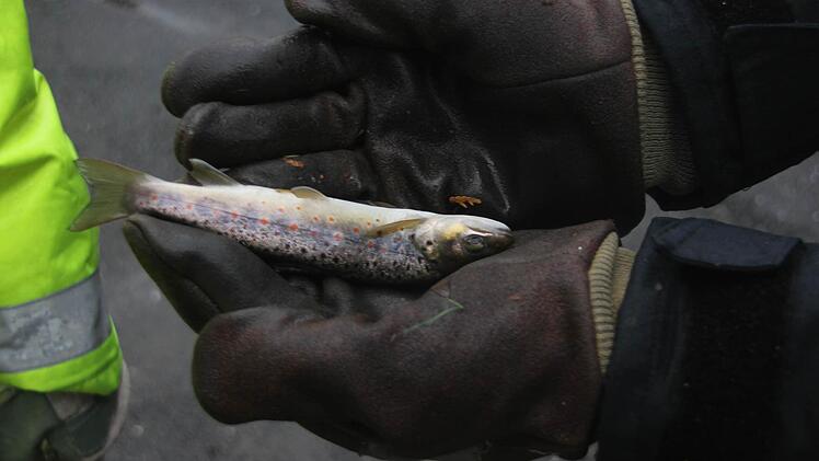 Ein Feuerwehrmann hat einen Fisch gerettet, der aus dem Wasser neben die Pumpe gespült worden war. Wenige Sekunden, nachdem dieses Bild entstand, schwamm der Fisch wieder im Wasser. Foto: Friedwald Schedel