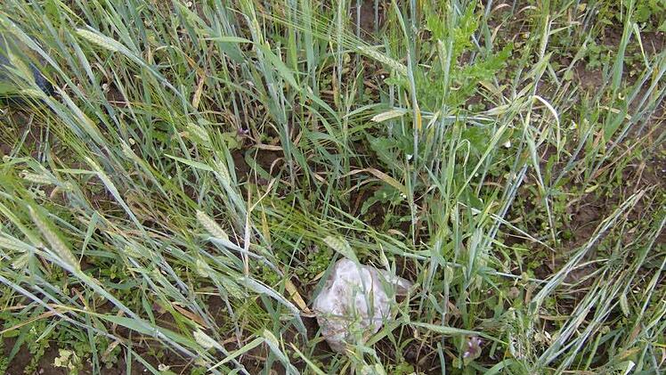 Das ist der Stein, der über mehrere hundert Meter weit in ein Getreidefeld flog. Foto: Petra Malbrich