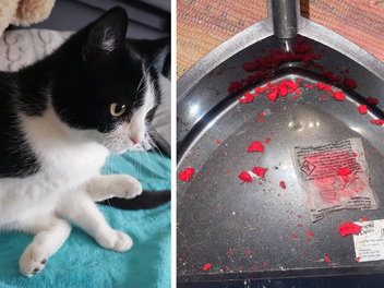 H&ouml;chstadt: Junge Katze stirbt beinahe an M&auml;usegiftk&ouml;der - "war absoluter Schock"