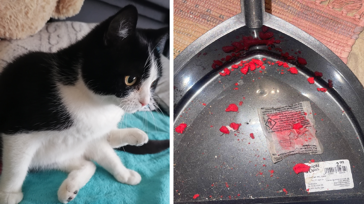 H&ouml;chstadt: Junge Katze stirbt beinahe an M&auml;usegiftk&ouml;der - "war absoluter Schock"