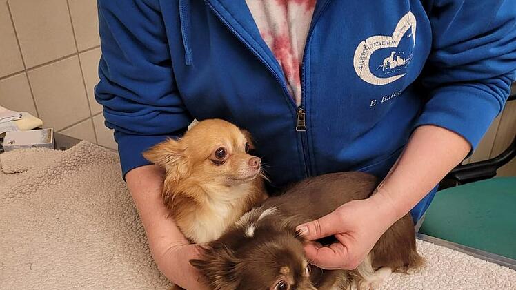 Tierheim Nürnberg: "Nächste Katastrophe" - 19 Chihuahuas aus Wohnung sichergestellt