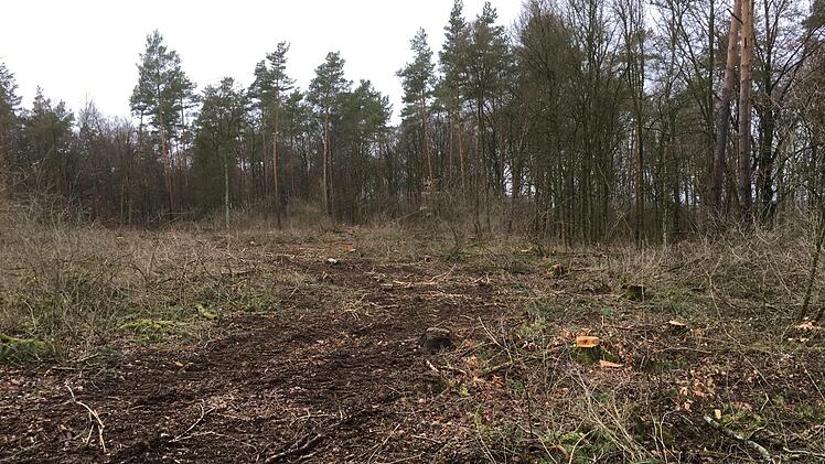 Eindrücke von den künftigen Windrad-Standorten im Sulzthaler Wald. Foto: Ralf Ruppert