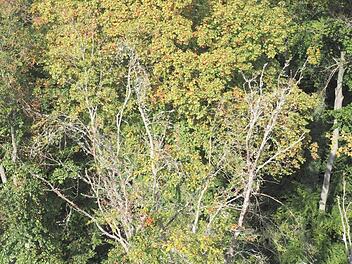 Der Klimawandel wird spätestens nach dem dritten Trockensommer in Folge auch im Bamberger Hain sichtbar. Weil sie aufgrund der Trockenheit vorzeitig abgestorben sind, musste das städtische Gartenamt im Jahr 2020 über 100 Bäume fällen.  Foto: Stadt Bamberg/Archiv