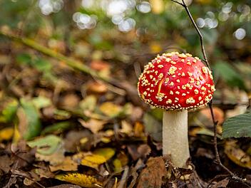 Fliegenpilz