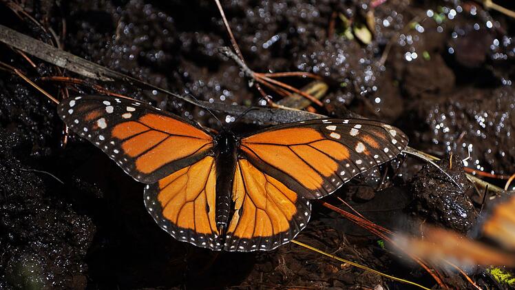 Monarchfalter in Mexiko