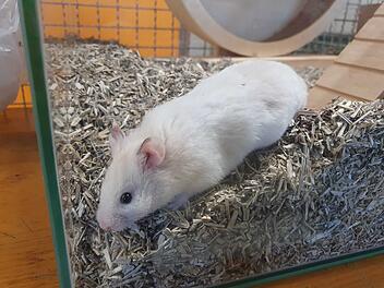 Tierheim Ansbach fassungslos nach Fund - "feige und verantwortungslos"