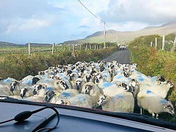 Typisch Irland: &uuml;berall Schafe Foto: Johanna Blum