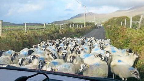 Typisch Irland: &uuml;berall Schafe Foto: Johanna Blum