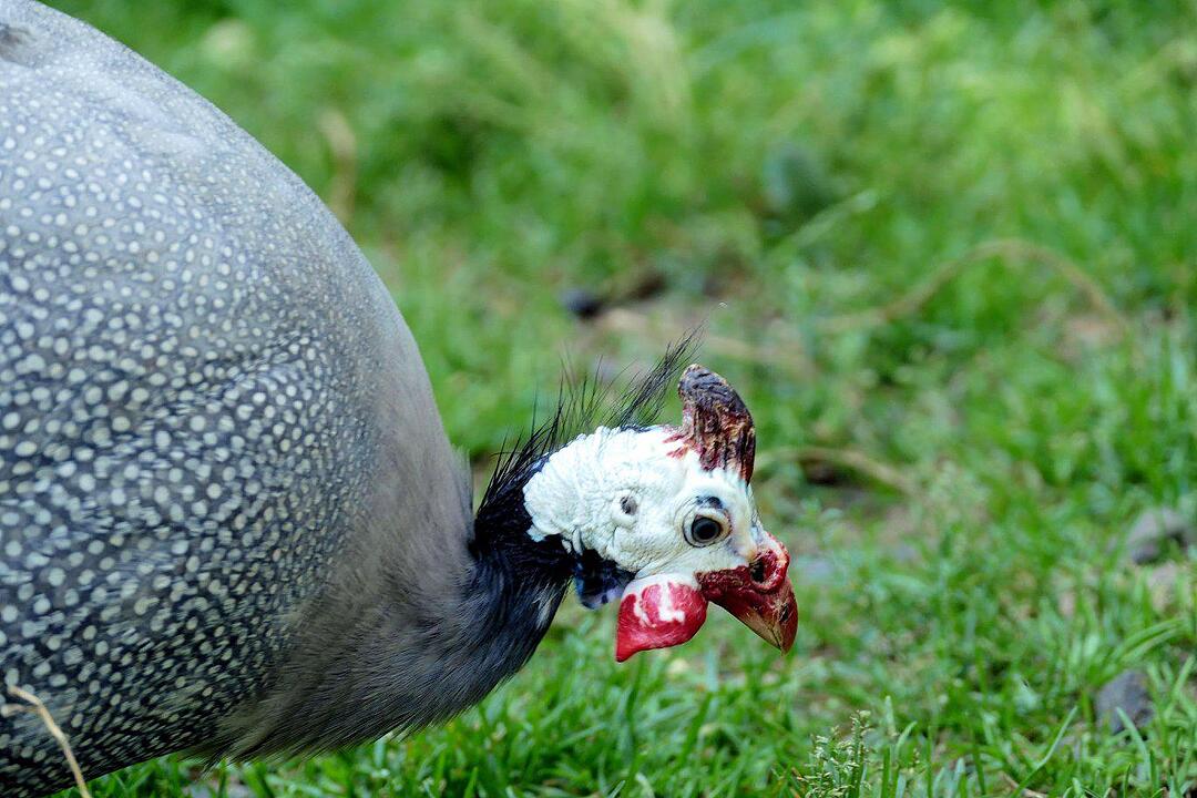 Ein Besuch im Wildtierpark Schloss Tambach. Danke an inFrankenPix-Nutzer herzolife!