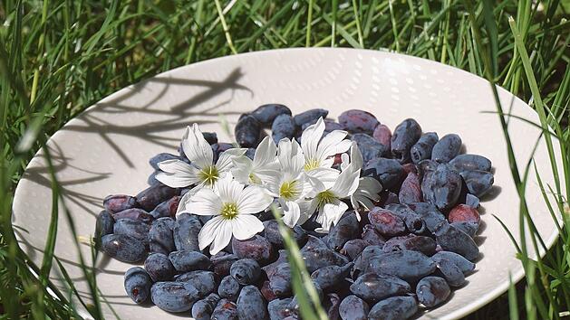 Haskap: Leckere und gesunde Beeren!