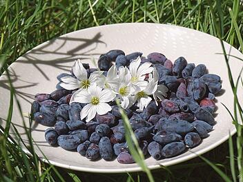 Haskap: Leckere und gesunde Beeren!