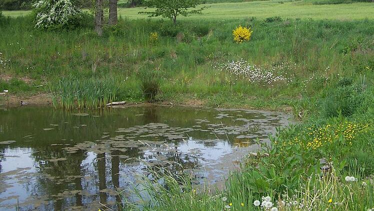 Viele kleine Erdbecken entstanden im Zuge der Eschenbaher Flurbereinigung, um Oberflächenwasser zurückzuhalten und damit den Hochwasserschutz für Eschenbach zu verbessern.