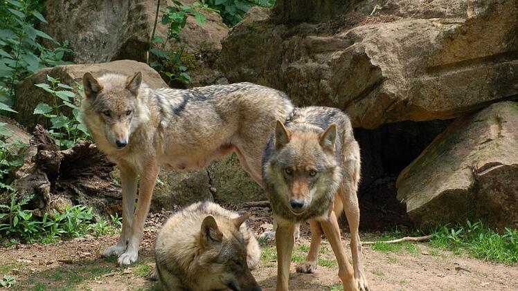 Gehegewölfe sind in ihrem Verhalten anders als ihre Artgenossen in freier Wildbahn.