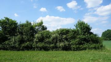 Ein Biotop, das jetzt natürlich schneebedeckt ist: die Hecke Sollenberg. Foto: Landratsamt Forchheim