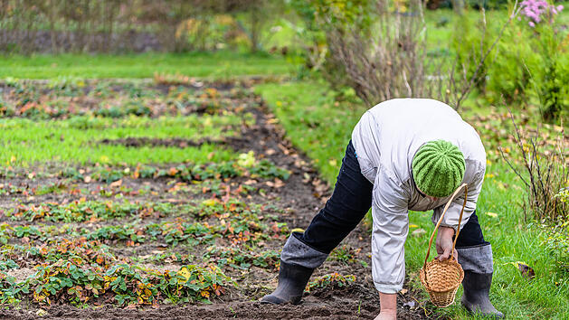 Garten, anpflanzen, säen, ernten