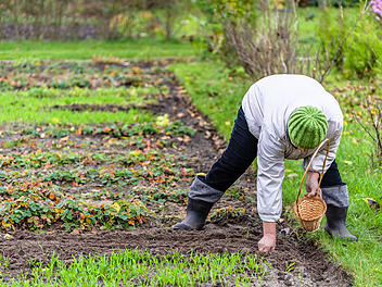 Garten, anpflanzen, säen, ernten