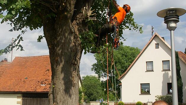 Hoch hinauf auf den Baumwipfel ging es bei dieser Vorf&uuml;hrung. Fotos: Joseph Beck