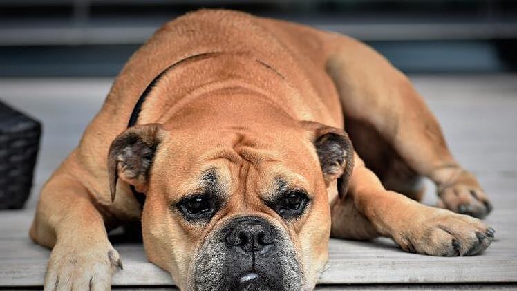 Eine Postbotin trug am Samstagvormittag schwere Verletzungen w&auml;hrend der Arbeit davon, nachdem ihr ein Continental Bulldog unvermittelt ins Gesicht gebissen hatte. Symbolfoto: pixabay.com /Pitsch