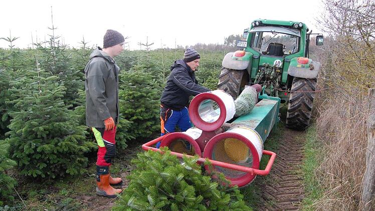 Sekundenschnell haben Peter (links) und Herbert Volpert einen Baum maschinell ins Netz verpackt.  Wolfgang D&uuml;nnebier