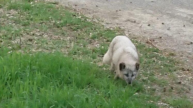 Ungew&ouml;hnlicher Tierfund im mittelfr&auml;nkischen Colmberg (Landkreis Ansbach). Die Polizei ermittelt: Wem geh&ouml;rt dieser Polarfuchs? Foto: Polizeiinspektion Ansbach