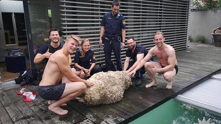 Die Polizei wurde zu einer kuriosen Rettungsaktion gerufen: In Mittelfranken verirrte sich ein Schaf in einem privaten Garten. Bei der Rettung fiel den Beamten etwas auf. Foto: Polizei Mittelfranken