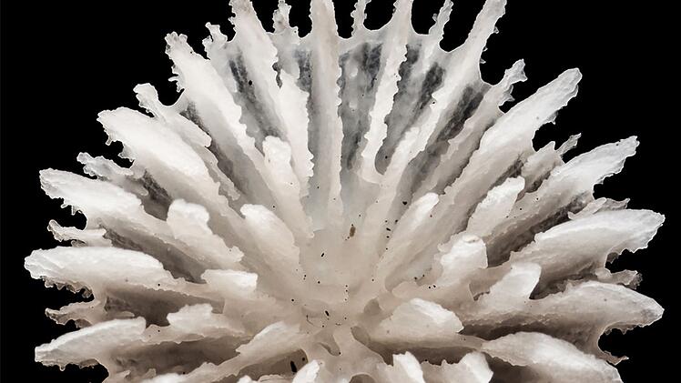 Neue Tiefseekoralle lebt nur auf Manganknollen