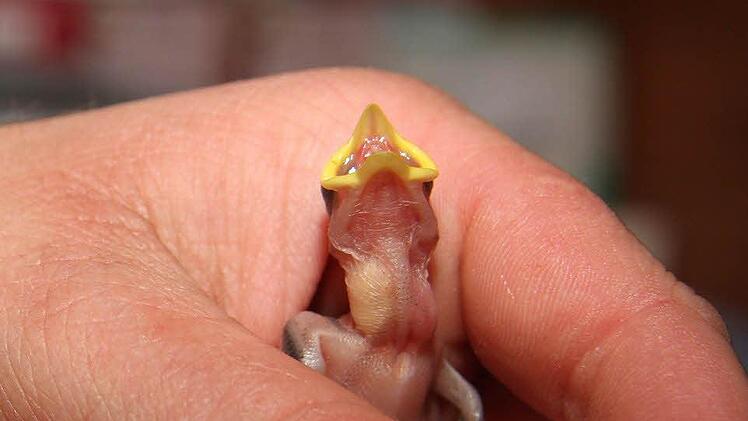 Alle zwanzig Minuten bekommt der Babyvogel Insekten gefüttert - Sabine Witt hat schon mehrere solcher Winzlinge durchgebracht.