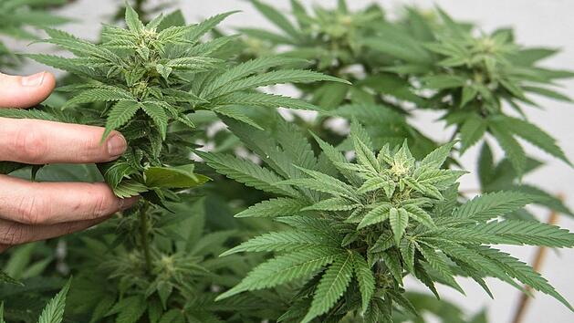 Bergtheim: Mann setzt Marihuana-Pflanzen vor Polizei in Brand - verletzt und festgenommen