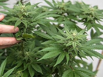 Bergtheim: Mann setzt Marihuana-Pflanzen vor Polizei in Brand - verletzt und festgenommen