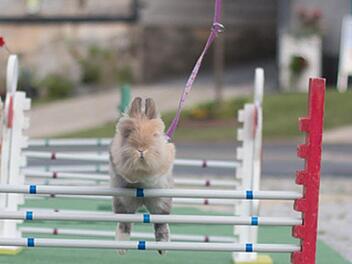 Ein Kaninchen springt über ein Hindernis bei einer Kaninhop-Meisterschaft. Foto: CT-Archiv