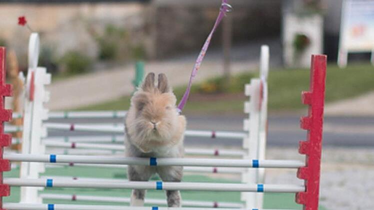 Ein Kaninchen springt über ein Hindernis bei einer Kaninhop-Meisterschaft. Foto: CT-Archiv