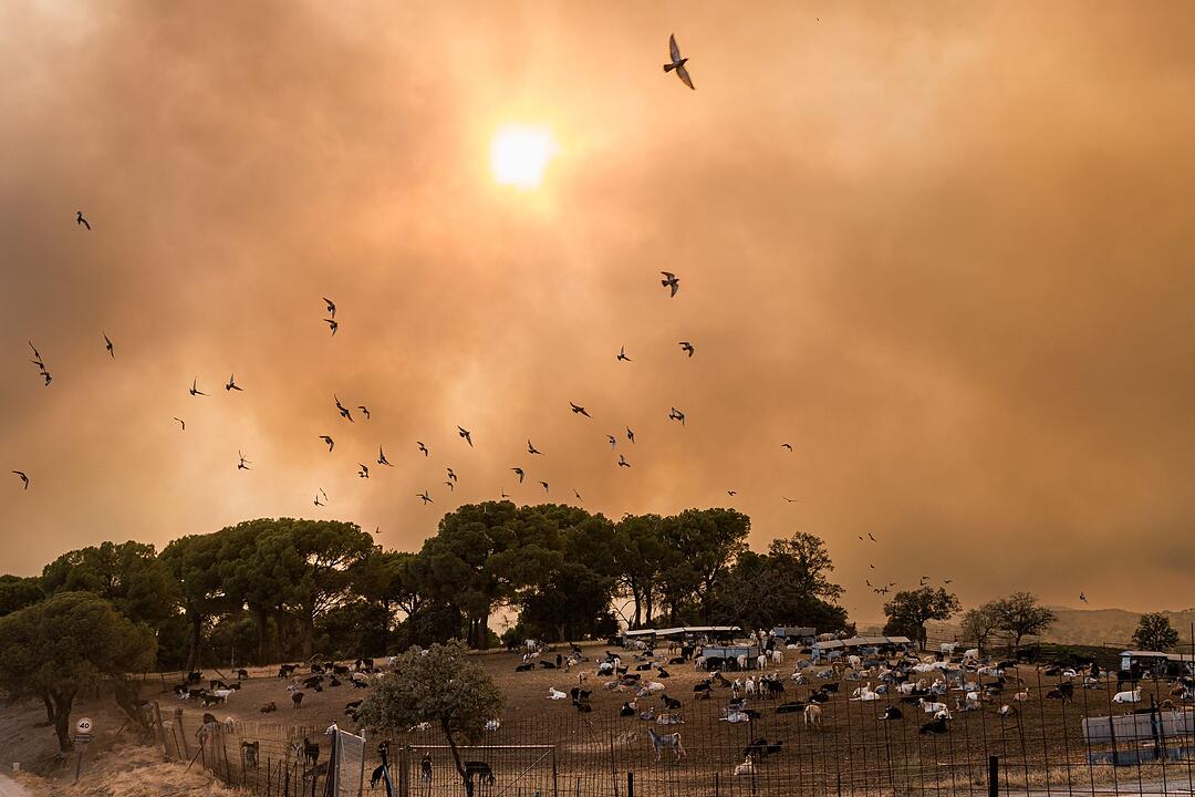 Waldbr&auml;nde in Spanien