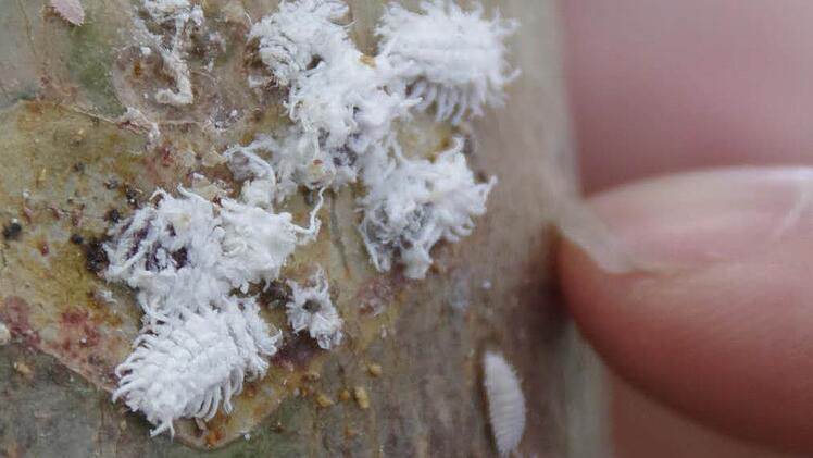 Nützling überrascht Schädling: Die Australischen Marienkäfer (weiße Larven) knöpfen sich die kleineren Schmierläuse vor. Foto: Marco Meißner