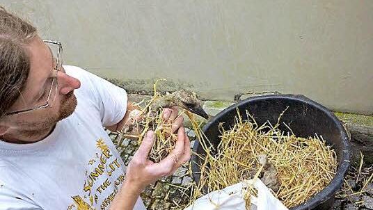 Christian Fenn packt die Küken in wärmendes Stroh ein. Fotos: Arkadius Guzy