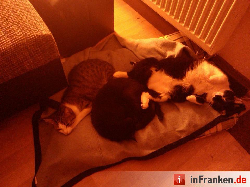 Foto: Stefanie Herold