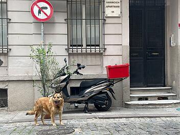Straßenhund