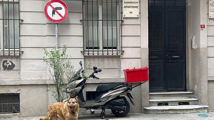 Straßenhund