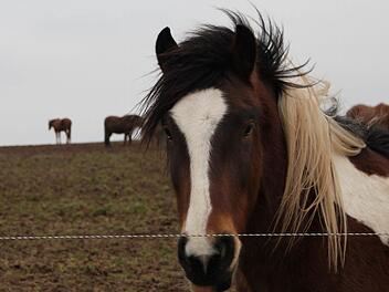 Etwa 80 Pferde leben auf dem Grieshof bei Zeitlofs. Foto: Ulrike Müller