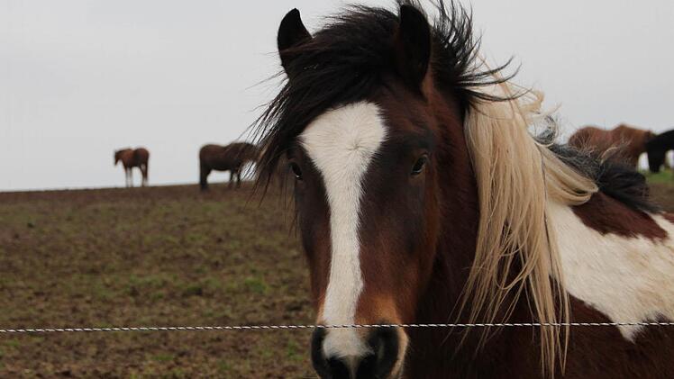 Etwa 80 Pferde leben auf dem Grieshof bei Zeitlofs. Foto: Ulrike Müller