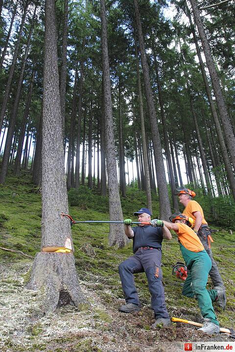 Voloprojekt: Baum fällt